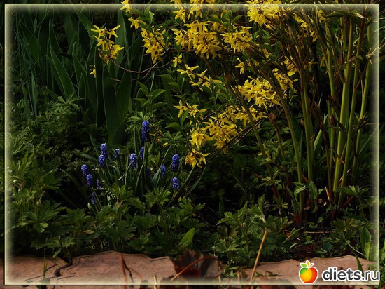 Весна. Форзиция и мускари, альбом: Мой любимый сад