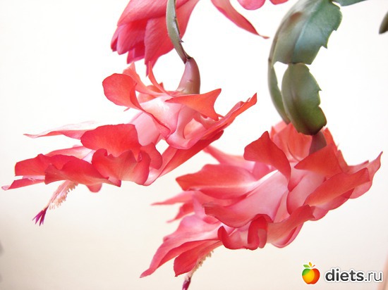 4 ����: ���������