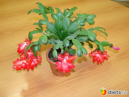 5 ����: ���������