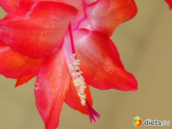 8 ����: ���������