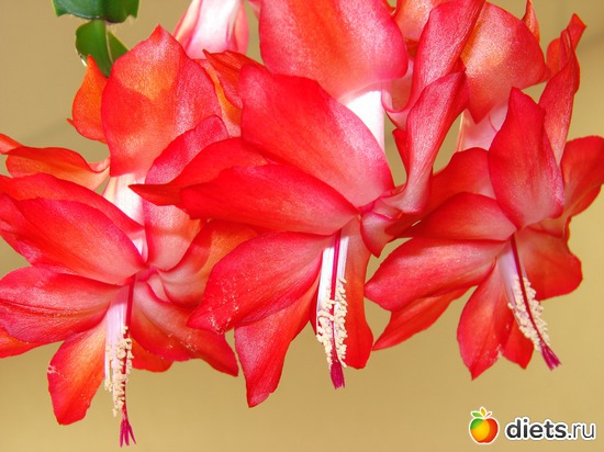 9 ����: ���������