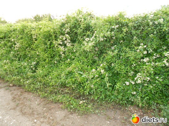 39 фото: Моя дача