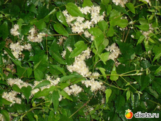 40 ����: ��� ����