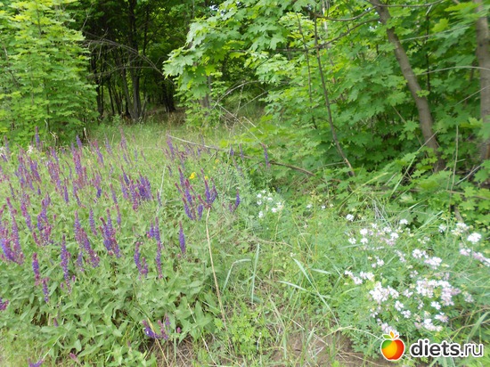 41 фото: Моя дача