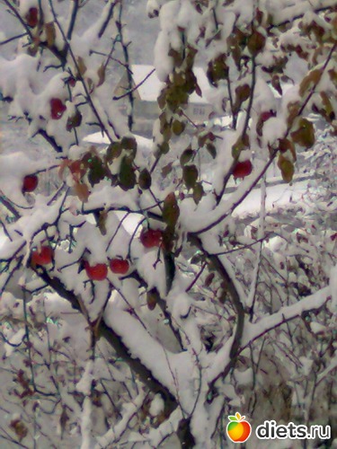 2 фото: природа