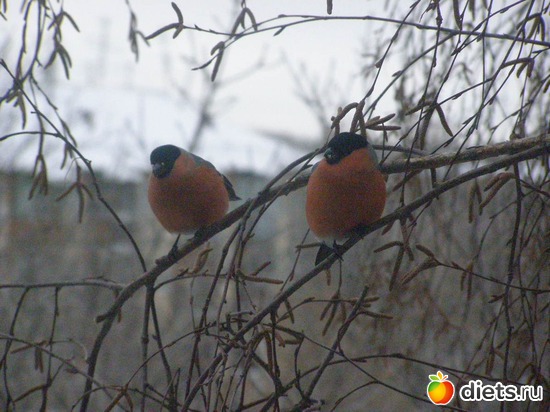 3 ����: ����������