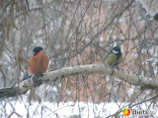 ����������, ������: ����������