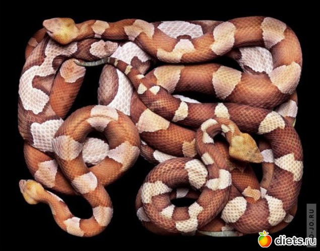 5 ����: ������