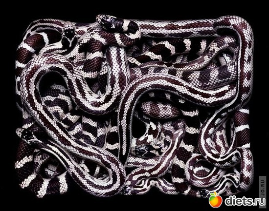 6 фото: ЗМЕЙКИ