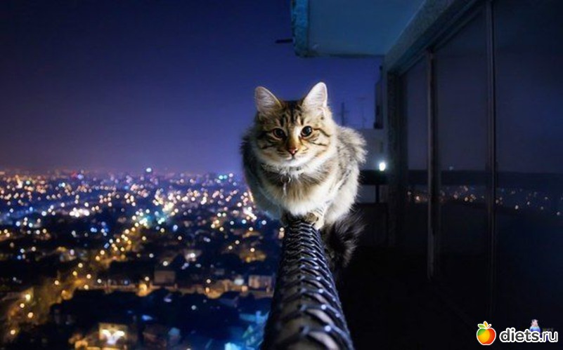 12 ����: �������