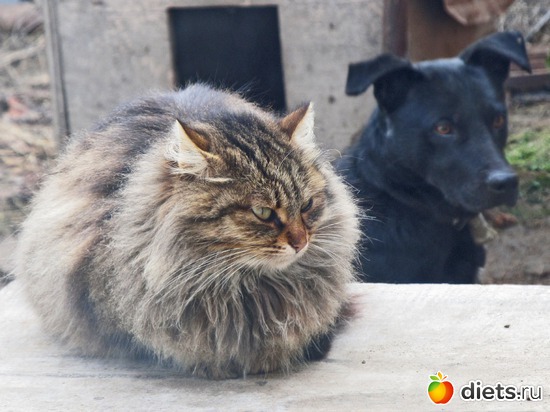 Алиса, альбом: кошки