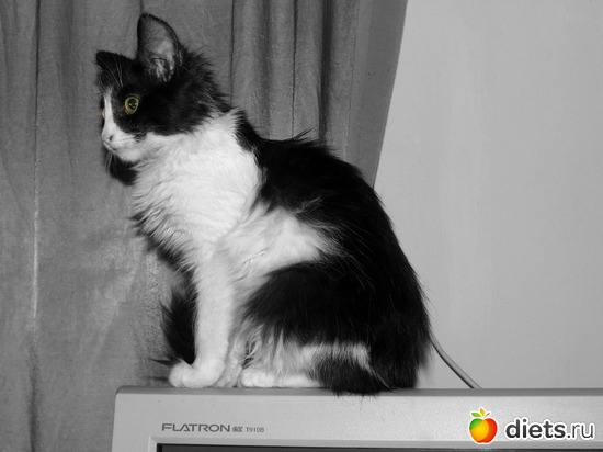 51 фото: кошки