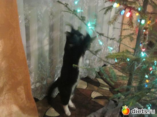 ёлочка..и мАрфушка, альбом: Я не одна...