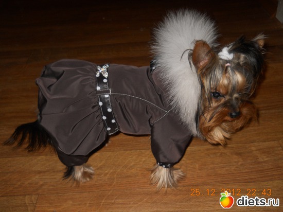 24 фото: Чудо на 4-ёх лапках Тори.