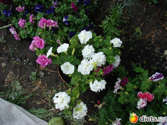 17 фото: наш сад