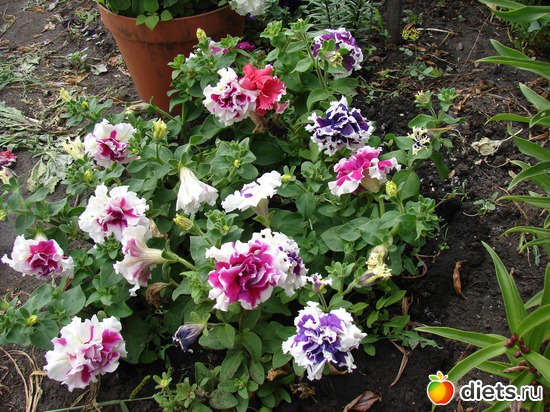 18 фото: наш сад