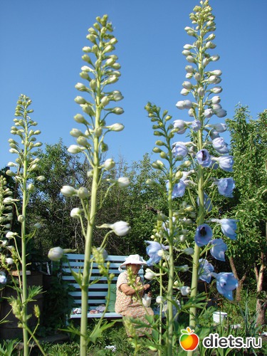 мамочка, альбом: наш сад