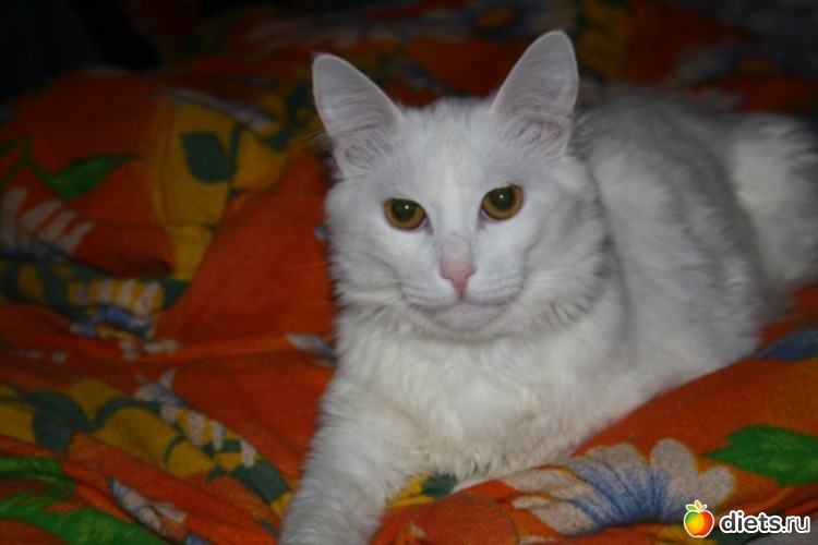 1 фото: мои домашние любимки