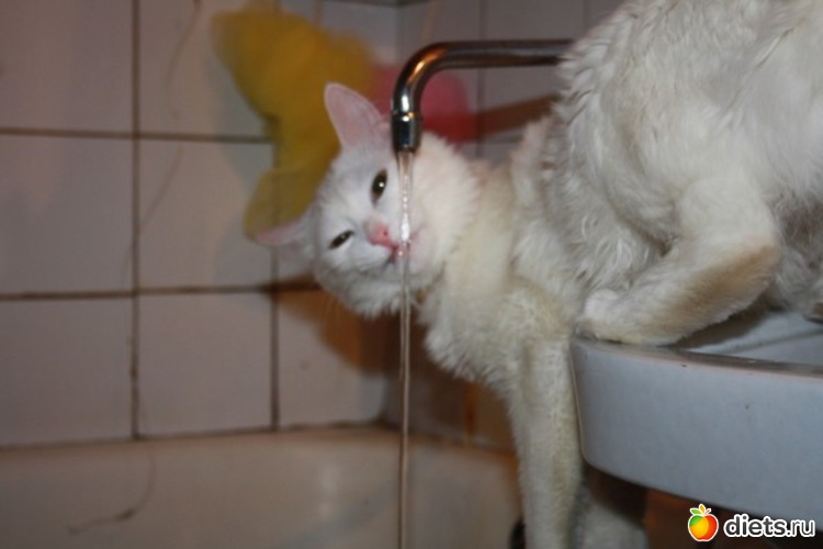 2 фото: мои домашние любимки