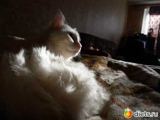 4 фото: мои домашние любимки