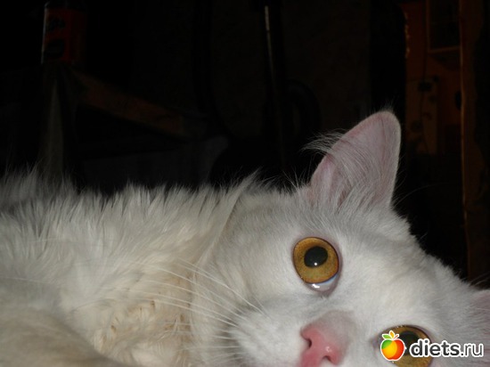 5 фото: мои домашние любимки