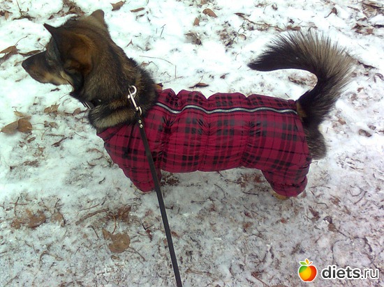 ���� ��������), ������: ������