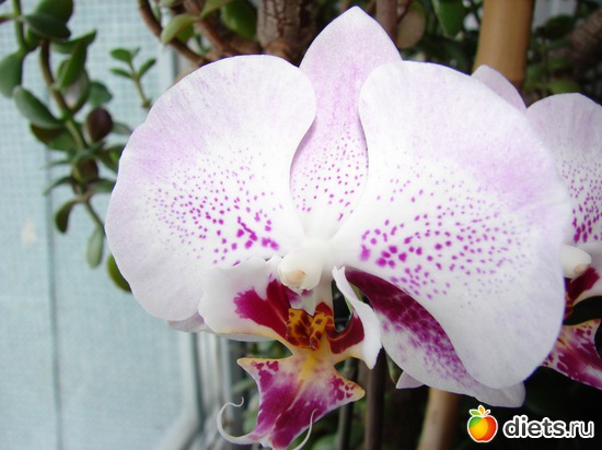  2013  .      2  ,   2010, : 