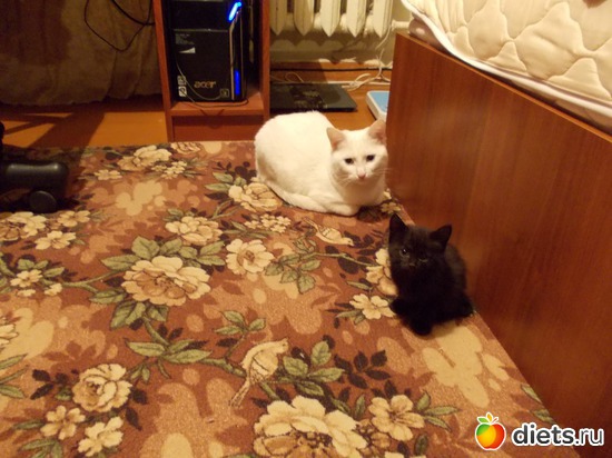 2 фото: Знакомьтесь, мои обожаемые коты. Инь и Янь. Котян и Маруся.