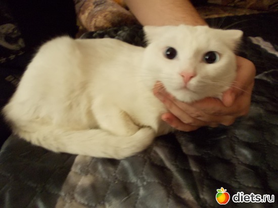 5 ����: �����������, ��� ��������� ����. ��� � ���. ����� � ������.