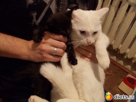 7 ����: �����������, ��� ��������� ����. ��� � ���. ����� � ������.