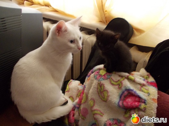 8 фото: Знакомьтесь, мои обожаемые коты. Инь и Янь. Котян и Маруся.