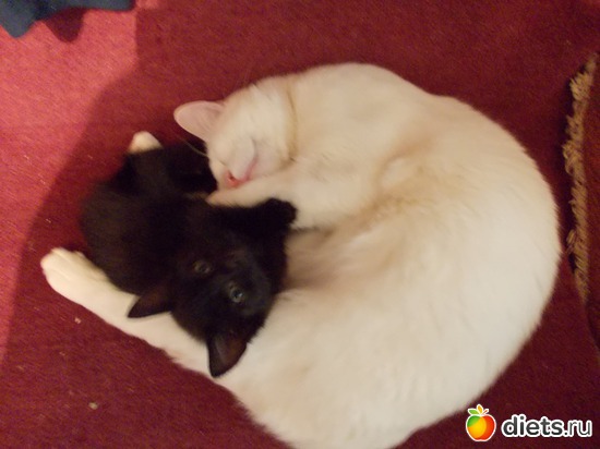 11 ����: �����������, ��� ��������� ����. ��� � ���. ����� � ������.