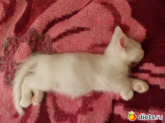 12 ����: �����������, ��� ��������� ����. ��� � ���. ����� � ������.