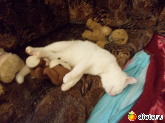 16 фото: Знакомьтесь, мои обожаемые коты. Инь и Янь. Котян и Маруся.