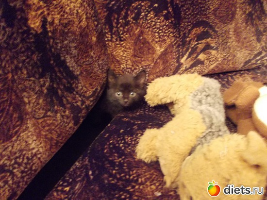 17 фото: Знакомьтесь, мои обожаемые коты. Инь и Янь. Котян и Маруся.