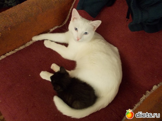 19 фото: Знакомьтесь, мои обожаемые коты. Инь и Янь. Котян и Маруся.