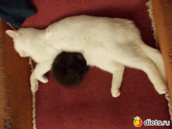 22 фото: Знакомьтесь, мои обожаемые коты. Инь и Янь. Котян и Маруся.