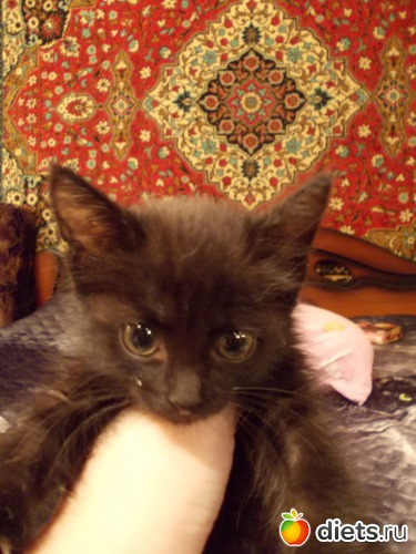 6 ����: �����������, ��� ��������� ����. ��� � ���. ����� � ������.