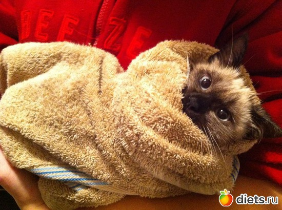 1 ����: ��� �������.