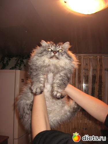 4 фото: Мои любимцы.