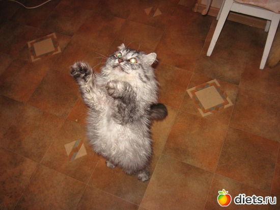 5 ����: ��� �������.