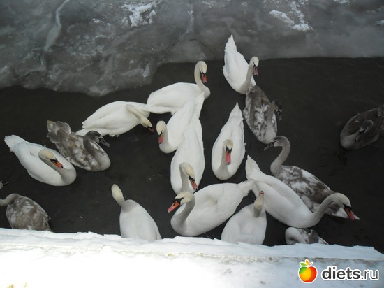 5 фото: Природа