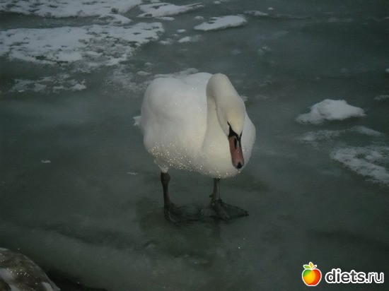 11 фото: Природа