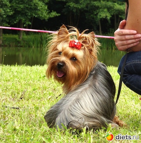 ��� ����, ������: ��� ������