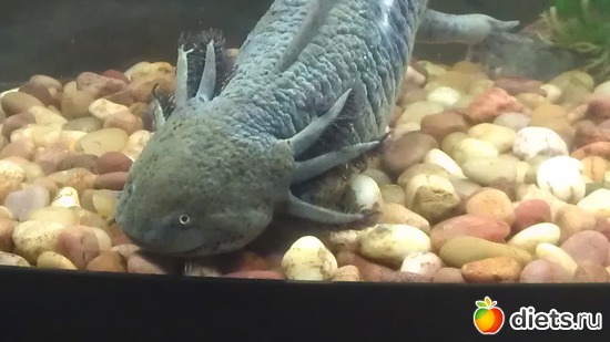 ��� ���� �����!, ������: ��� �����!