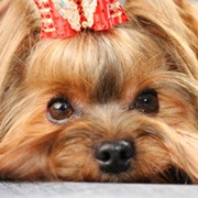 ��� ������