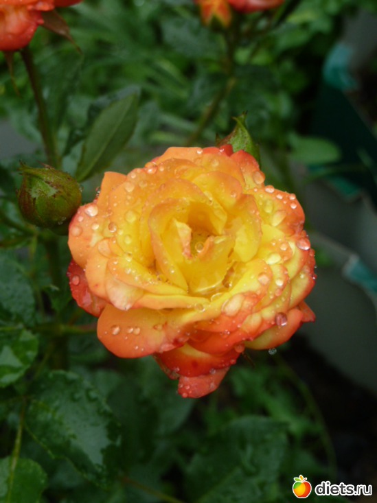 2 ����: ��� ���