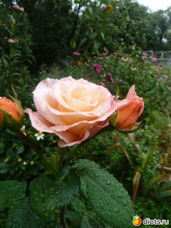 3 ����: ��� ���