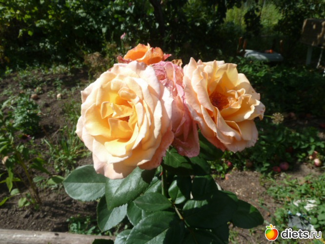 4 ����: ��� ���