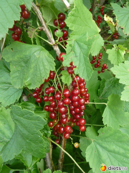 9 ����: ��� ���